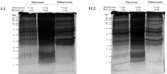 Table 2: Protein extraction yield obtained from different amounts of samples. Corresponding protein yield (%)  (protein aggregates-enriched fraction mass (mg) / total protein mass (mg) x 100) to the different amounts of tissues  tested  (mg),  obtained  wi