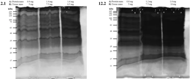 Table  3:  Corresponding  protein  aggregates-enriched  fraction  mass  (mg)  to  the  5  mg  of  tissue  tested