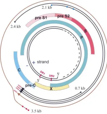 Fig 4: Representação esquemática do genoma do VHB, com as quatro cadeias de leitura aberta (ORF), ou  genes pré-S/S, Pré-C/C, gene P e gene X  (adaptada de Kidd-Ljunggren t al., 2002) 