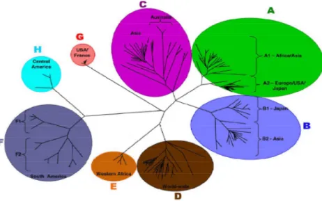 Fig 5: Representação esquemática dos genótipos do VHB e sua relação filogenética em árvore  (adaptada  de Kramvis et al., 2005)