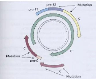 Fig 6: Locais de ocorrência de mutações no VHB  (adaptada de Sherlock et al., 2002). 