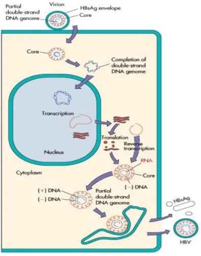 Fig 7: Ciclo de replicação do VHB  (adaptado de Murray et al., 2005). 
