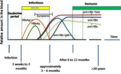 Fig. 9: Evolução da infecção aguda pelo VHB com recuperação  (adaptada de  medpediamedia.com/.../HBV_serum_markers.png)