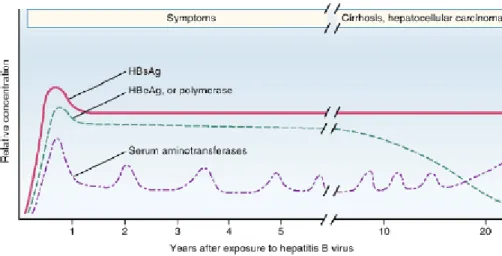 Fig. 11: Evolução típica da infecção crónica pelo VHB  (adaptada de Engleberg, et. al., 2007)
