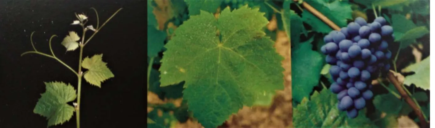 Figura 13 - Ápice vegetativo, folha adulta e cacho da casta Tinta-Carvalha (IVV, 2013) 