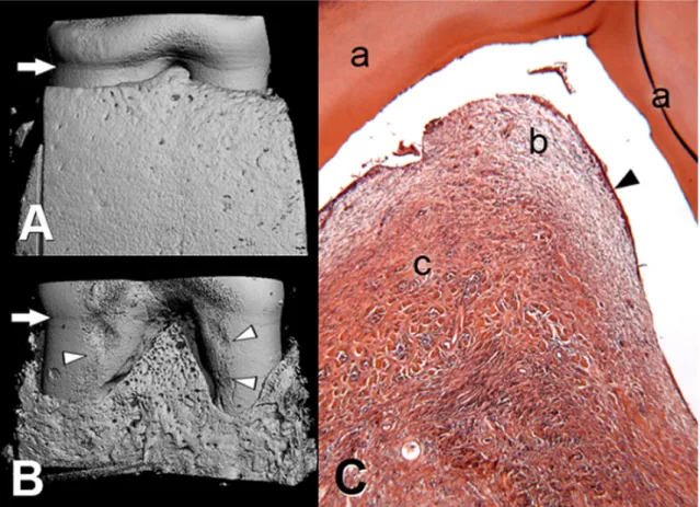 Table 1. Mean and reference micro-computed tomographic data  of the third premolar of dogs for evaluation of an experimental 