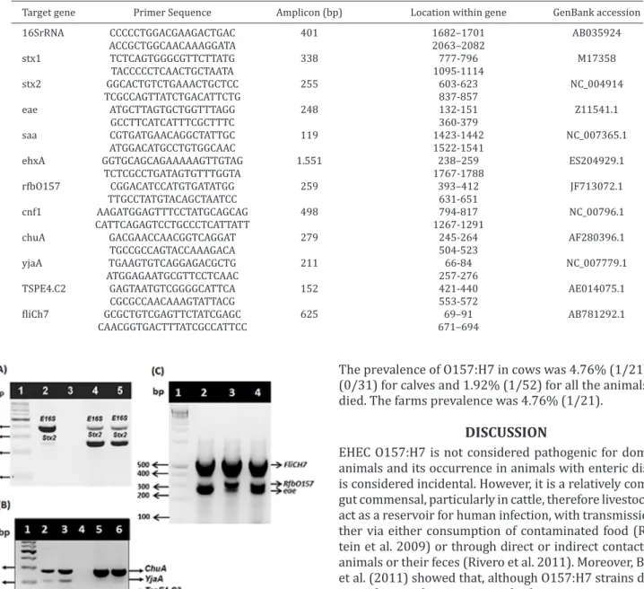 Table 1. Primer pairs used in the PCR for identification of the genes encoding virulence factors and phylogenetic  classification