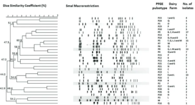 Table 2. Distribution of persistent and intermittent S. aureus  PFGE-pulsotypes among dairy farms sampled in a two-year 