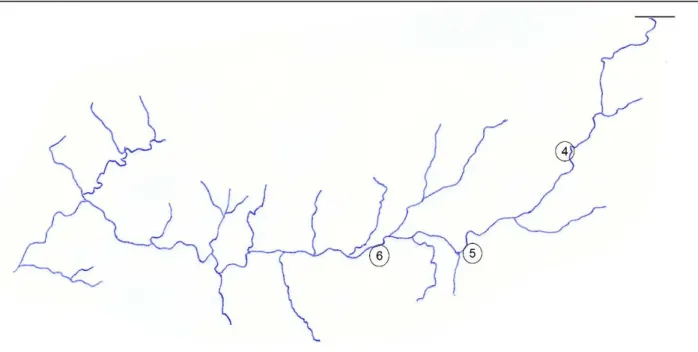 Fig. 3 – Esquema do Rio Ave com os pontos 6, 5 e 4. 