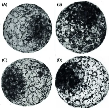 Table 2. Effects of forskolin during  in vitro  culture on the  blastocoel re-expansion rates of vitrified-warmed expanded 