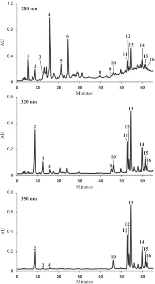 Fig. 1. HPLC-DAD chromatogram of non-colored phenolics of V. vinifera cv. Pinot Noir grapes hydromethanolic extract