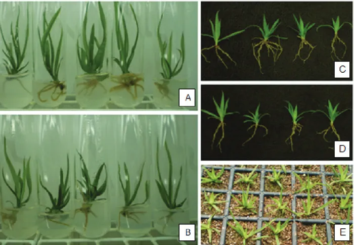 Figure 2. Morphological aspects of N. concentrica shoots rooted in vitro and ex vitro (São Mateus, ES, 2011)