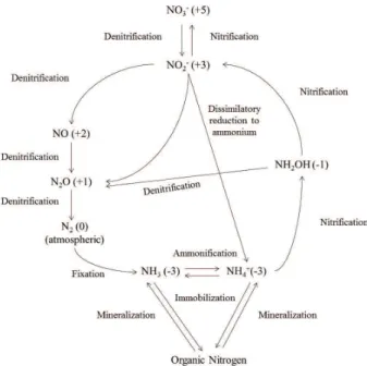 Figure 1. Nitrogen cycle. The oxidation states of N are given in  parentheses and the name of processes are indicated.