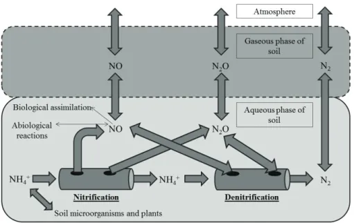 Figure 2. “Hole-in-the-pipe” model. Adapted from Davidson et al. (2000).