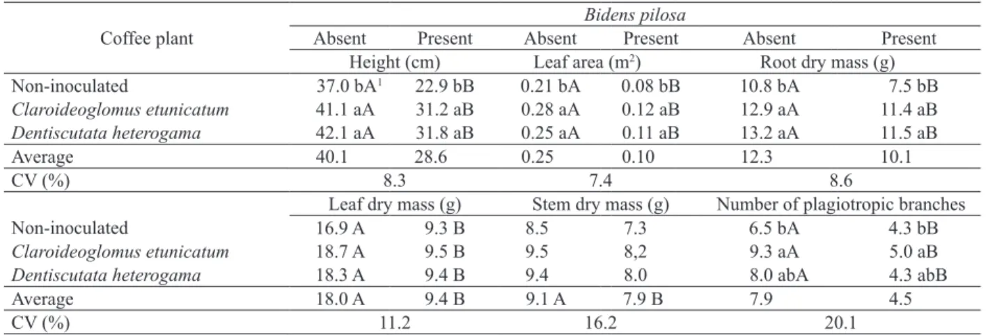 Table 2. Growth parameters and mass accumulation by Coffea arabica (Catuaí Vermelho IAC 99 cultivar), according to the inoculation  with mycorrhizal fungi and competition with Bidens pilosa seedlings, for 120 days.