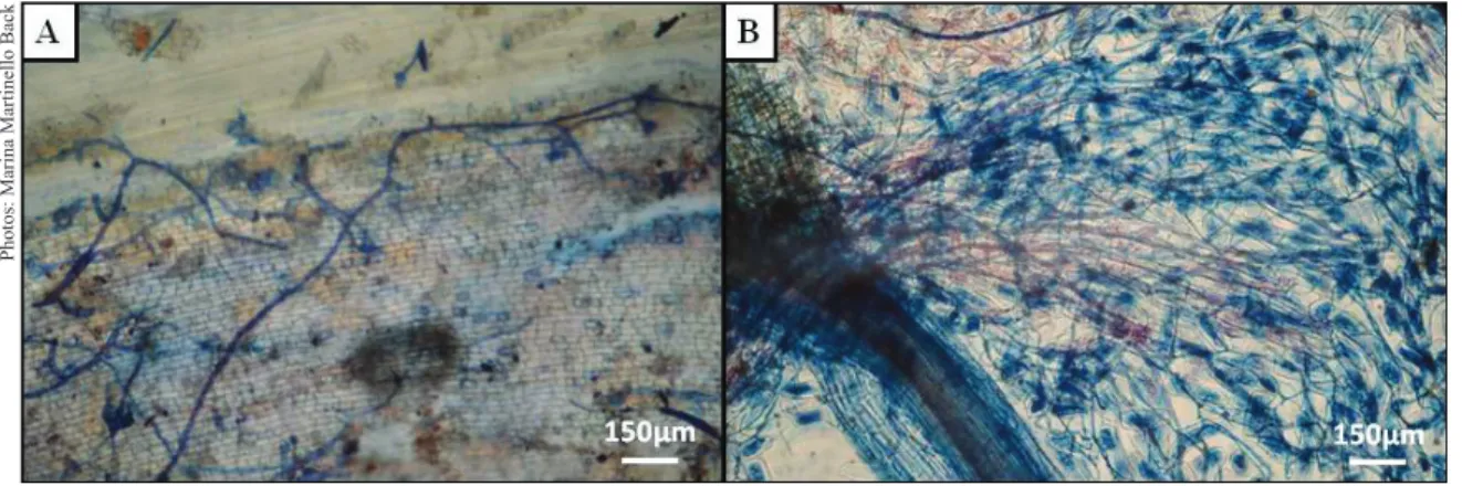 Figure 1. Rootstock roots of citrus trees inoculated with arbuscular mycorrhizal fungi