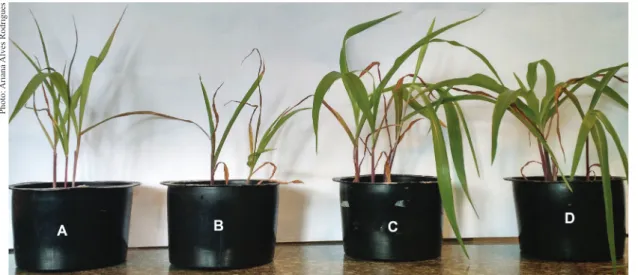Table 6. Growth promotion of Zea mays L. by bacterial isolates associated with sugarcane.