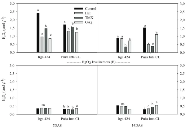 Figure 2. Endogenous content of oxidative products (H 2 O 2 ) in rice seedlings, as a result of exposure to different products, under stress  conditions [control, phytohormone (Haf), thiamethoxam (TMX) and gibberellic acid (GA 3 )]