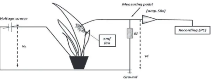Figure 1. Schematic diagram of the EPG circuit (modified from  Tjallingii 2000).
