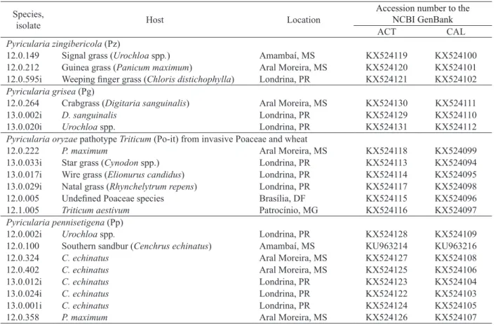 Table 1. Isolates and their respective Pyricularia  species obtained from grass plants invasive to wheat fields in 2012 and 2013, as  well as their accession number for the actin (ACT) and calmodulin (CAL) gene sequences deposited at the NCBI GenBank.