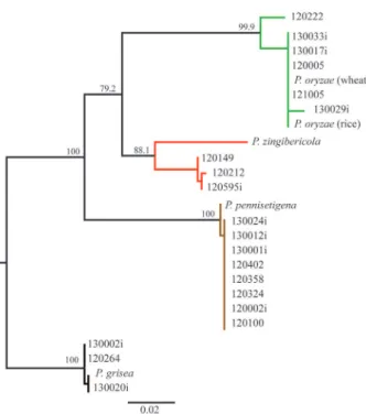 Figure 1. Reconstruction of the phylogenetic relationship  among four species of the Pyricularia genus, based  on sequences of the actin (ACT) and calmodulin  (CAL) genes concatenated