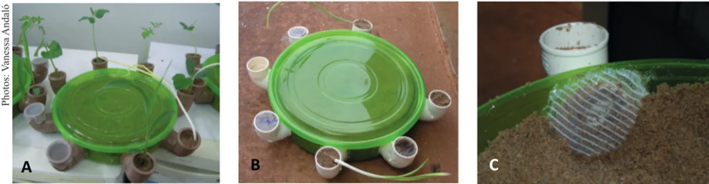 Figure 1. Arenas used to evaluate the choice tests in sand. A) Choice test toward different seedlings; B and C) multi-choice test,  considering garlic and Spodoptera frugiperda.