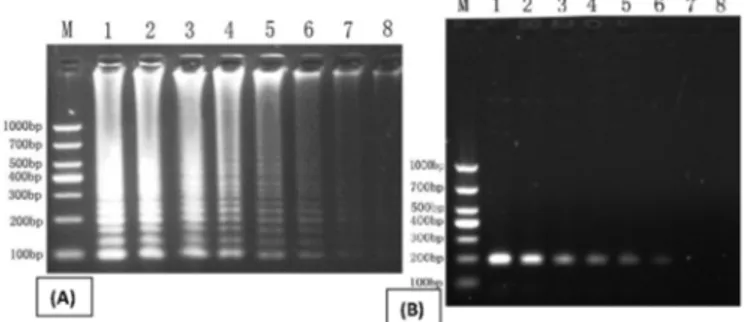 Table 2. Comparative analysis of Bordetella bronchiseptica  detection by LAMP, PCR and culture