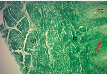 Table 1. Volumetric density of elastic fibers in tunica  albuginea, corpus cavernosum and corpus spongiosum of 