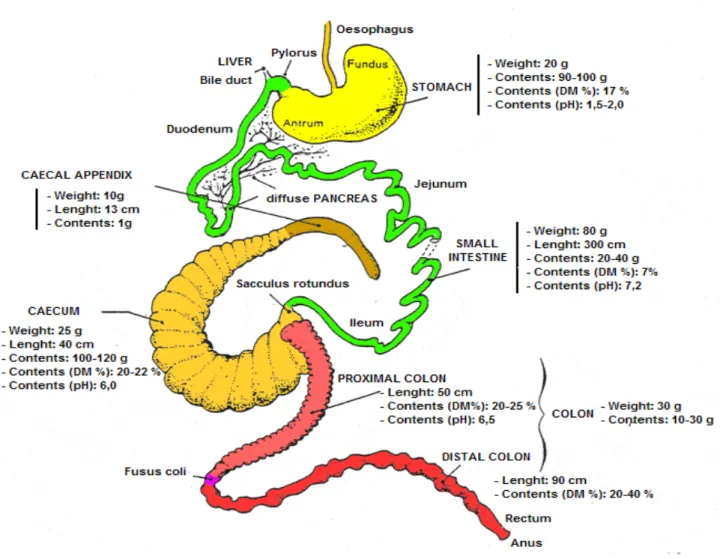 Figure 1: The digestive tract of the rabbit. Numerical values are those observed in a 2.5 kg New  Zealand White rabbit, fed ad-libitum, a pelleted balanced diet (Lebas, 2002; Forthun-Lamothe and 