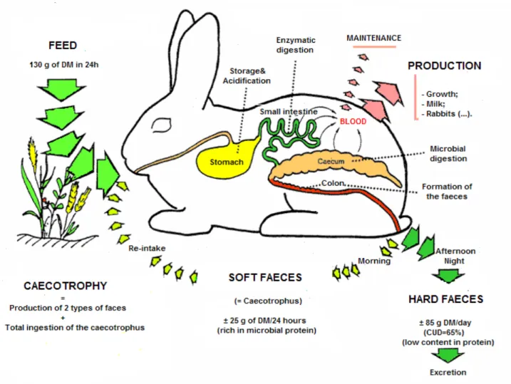 Figure 2: Digestive mechanism in the rabbit (Lebas, 2002) 