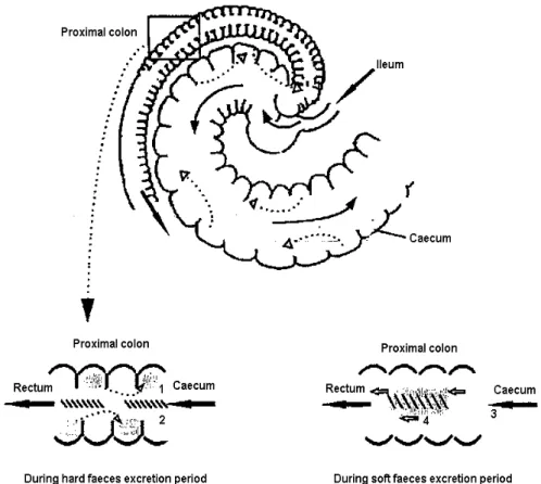 Figure 3: Movement of digesta in the rabbit ileo-caeco-colic segment(1.liquids and fine particles; 
