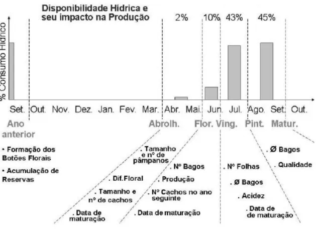 Figura 4 – Consumo de água e parâmetros afectados pela disponibilidade hídrica ao longo do ciclo vegetativo da  videira, no Hemisfério Norte (adaptado de Fregoni, 1999)