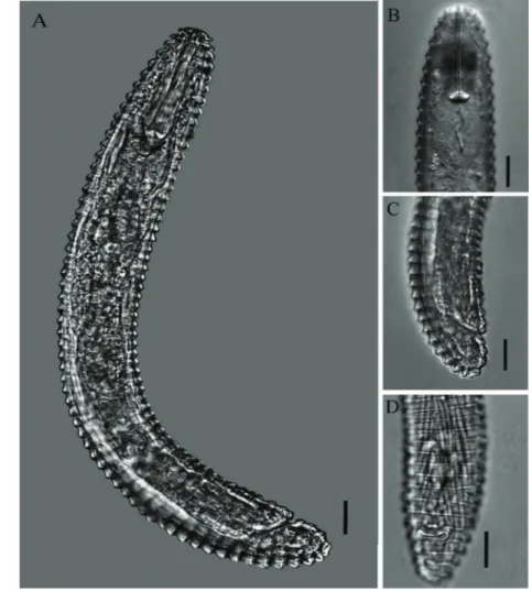Figure 1. Micrographs of Mesocriconema sphaerocephalum (Heredia, Costa Rica, 2013). A: entire female body; B: anterior body  portion showing stylet and submedian lobes; C and D: posterior portion showing vulva and tail shape