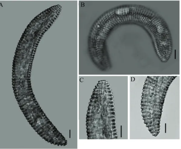 Figure 2. Micrographs of Mesocriconema anastomoides (Heredia, Costa Rica, 2013). A: entire female body; B: anastomosis of  annuli very prominent, forming a thick zig-zag structure across all the body; C: anterior body portion; D: posterior body  portion