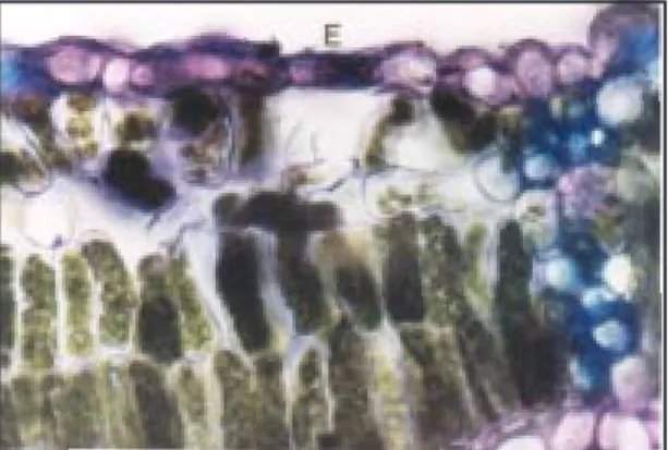 FIG. 1. Fresh cross section of the lower epidermis of Pueraria lobata  (E: lower epidermis;
