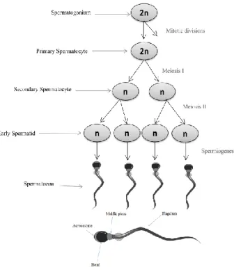 Figure 3- Spermatogenesis and spermiogenesis. 