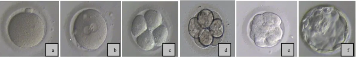 Figure 4- Embryo evolution: (a)normal MII occyte; (b)  normal fertilized oocyte with two pro-nuclei; 