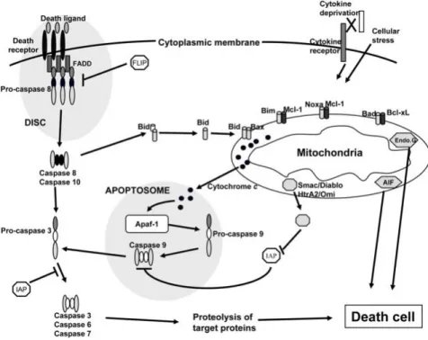 Figure 6- Apoptosis extrinsic and intrinsic pathway (Jourdan et al., 2009). 