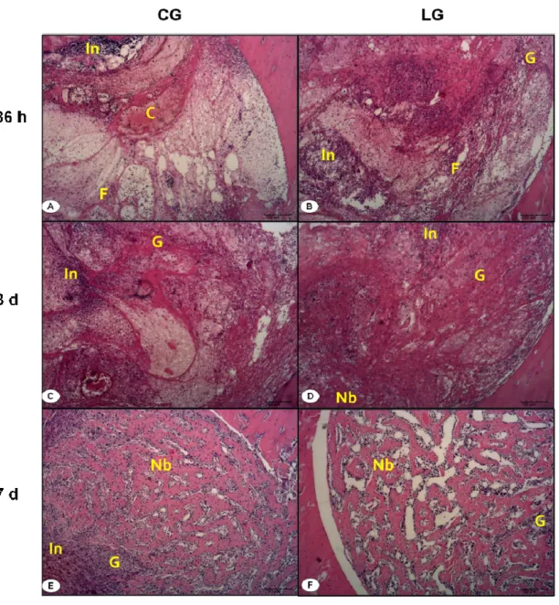 Figure 4.  Representative histological sections of experimental groups showing newly  formed bone (Nb), fibrin (F), granulation tissue (G), inflammatory infiltrate (In), blood  clot (C)