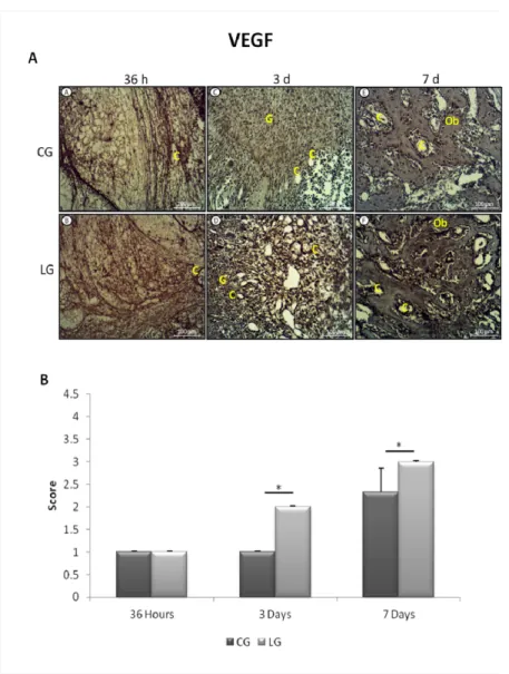 Figure 6. A Representative sections of VEGF  immunohistochemistry. Capillary (C),  granulation tissue (G), osteoblastic cells (Ob)