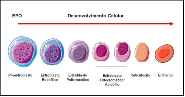 Figura  1.  Alterações  morfológicas  durante  a  eritropoiese  em  seres  humanos.  Após  o  estímulo  da  EPO  a  célula  eritróide  sofre  várias  alterações  morfológicas  que  levam  à  formação  de  eritrócitos  maduros