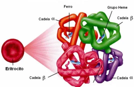 Figura 2. Representação da estrutura da molécula de hemoglobina adulta A1. A hemoglobina é formada  por  quatro  cadeias  polipeptídicas,  duas  do  tipo  alfa  e  duas  do  tipo  beta,  cada  uma  delas  associada  a  um  grupamento heme, contendo um átom