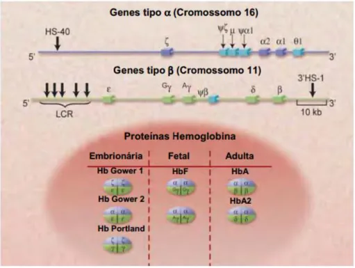Figura  3. Grupamento  dos  genes  de  α e  β  globina e a produção  de  diferentes  hemoglobinas  durante  o  desenvolvimento humano