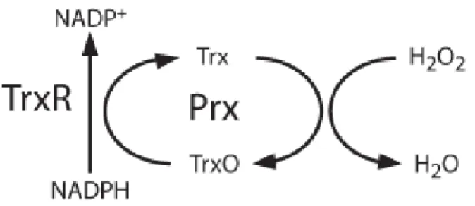 Figura  6.  Ciclo  da  tiorredoxina  e  tiorredoxina  redutase.  NADPH  é  utilizado  pela  Tiorredoxina  redutase  (TrxR)  para  reduzir  tiorredoxina  oxidada  (TrxO)  a  tiorredoxina  (Trx),  esta  então  irá  reduzir  a  peroxirredoxina e esta consumir