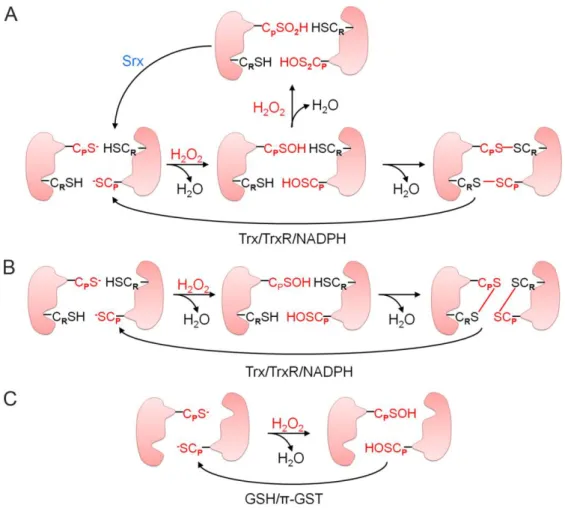 Figura 7. Mecanismos de reação das peroxirredoxinas.  Inicialmente, a CysP-SH ataca um átomo de H2O2  formando ácido sulfênico na a CysP (CysP-SOH)
