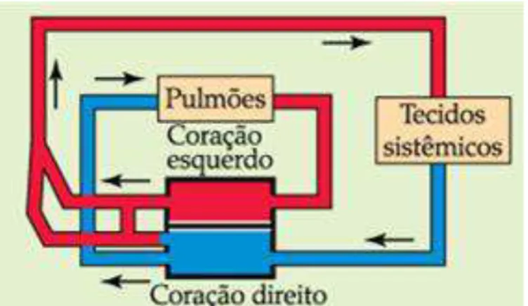 Figura 4. Representação esquemática do sistema circulatório de répteis  não-crocodilianos  (Adaptada de HILL et al., 2012)
