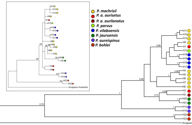 Figura 4. Relações filogenéticas entre as espécies do grupo  P. AURISETUS inferidas a partir de uma análise Bayesiana e Máxima Verossimilhança (insert box) utilizando sequências do  cpDNA