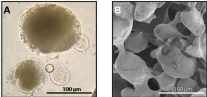 Figure 2. Micrographs of the microcapsules of palm oil produced by complex  coacervation A) Light microscopy