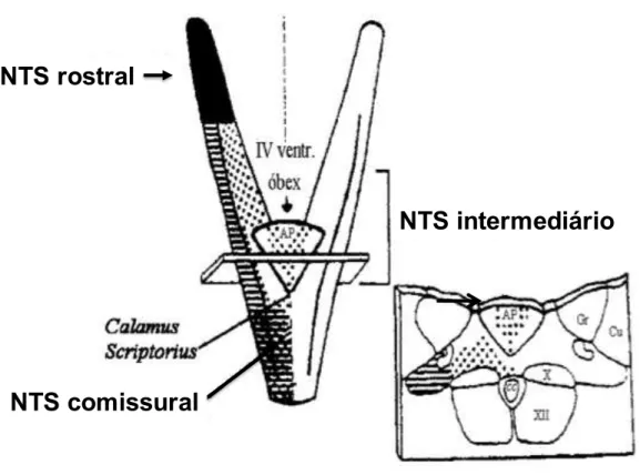 Figura  1.  Representação  esquemática  do  NTS.  No  detalhe  corte  sagital  na  altura  do  NTS  intermediário (AP, área postrema; cc, canal central; Gr, núcleo grácil; Cu, núcleo cuneato; X,  núcleo dorsal motor do nervo vago; XII, núcleo do hipoglosso