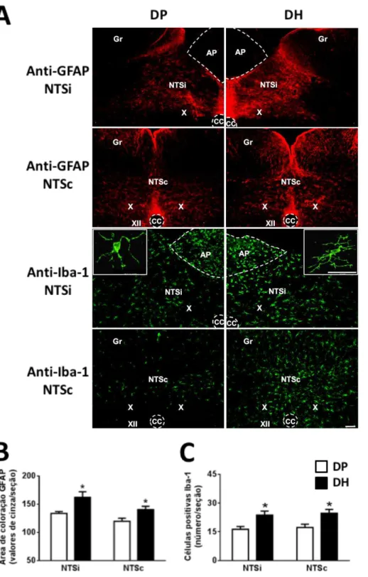 Figura  6.  A)  Imunoreatividade  para  GFAP  (vermelho)  e  Iba-1  (verde)  no  NTS  de  ratos  alimentados com dieta padrão (DP) ou dieta hiperlipídica (DH)por 6 semanas